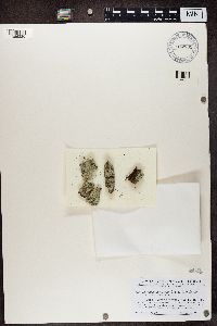 Media resource of Lepraria aurescens