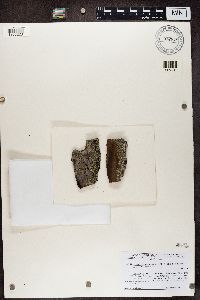 Carbonicola anthracophila image