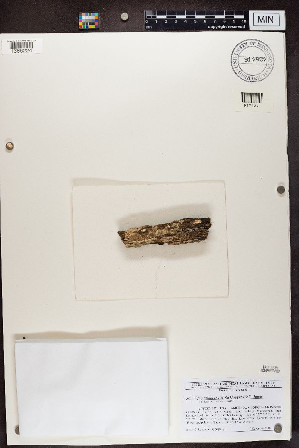 Opegrapha corticola image