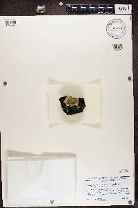Psorula rufonigra image
