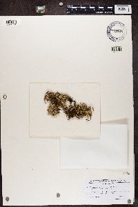 Cladonia scabriuscula image