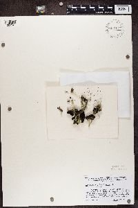 Cladonia fimbriata image