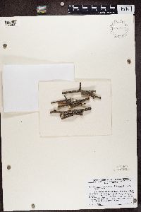 Naetrocymbe punctiformis image