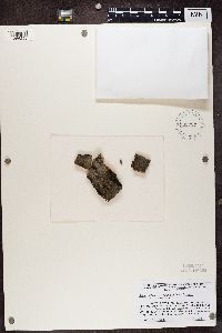 Catillaria nigroclavata image