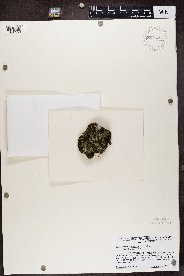 Rinodina excrescens image