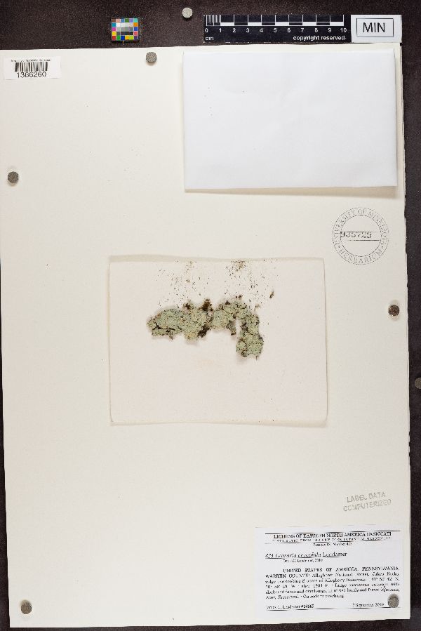 Lepraria cryophila image