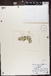 Media resource of Lepraria cryophila