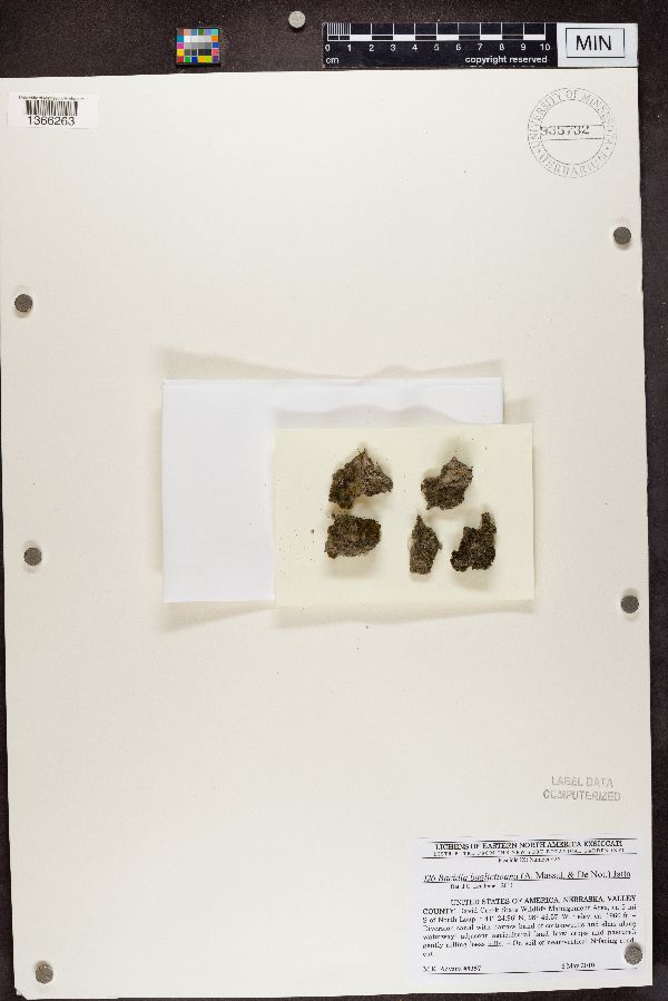 Bacidia bagliettoana image