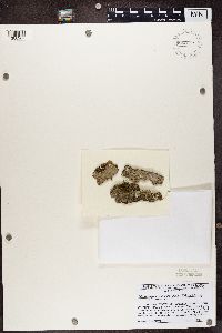 thumbnail image of current specimen