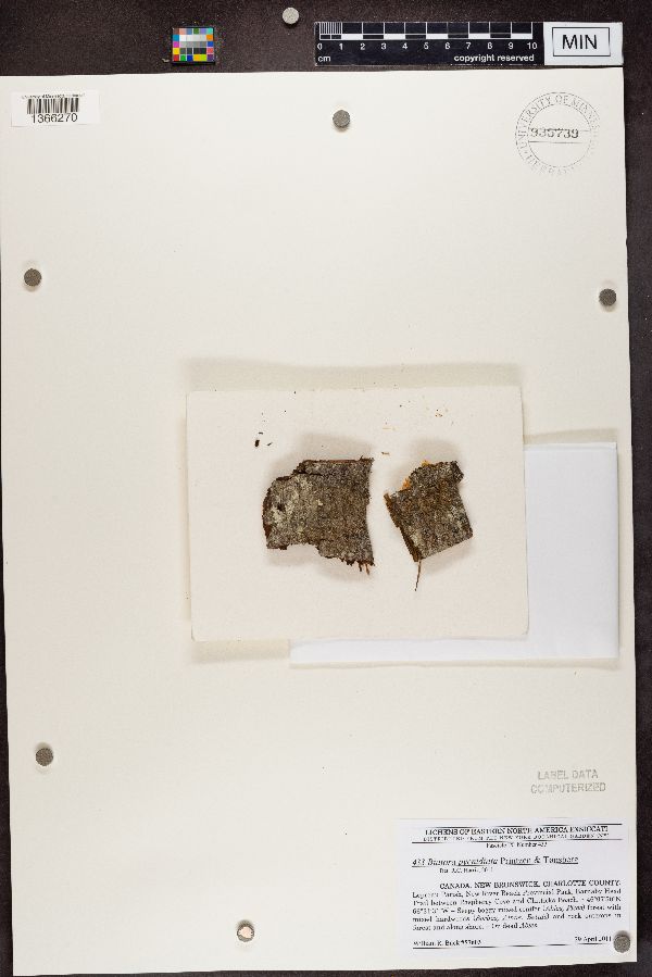 Biatora pycnidiata image