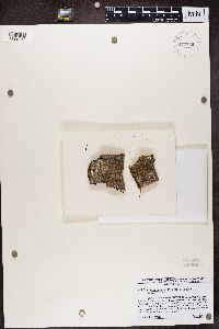 Media resource of Biatora pycnidiata