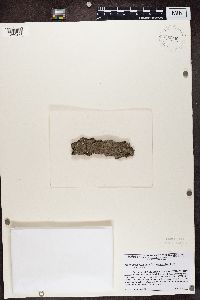 Biatora pycnidiata image