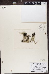 Cladonia scabriuscula image