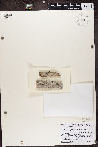 Xylographa opegraphella image