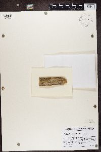 Cliostomum griffithii image