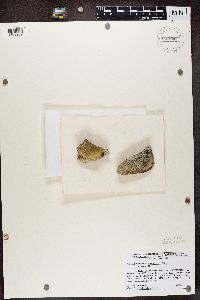 Media resource of Acarospora americana