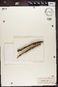 Stenocybe pullatula image