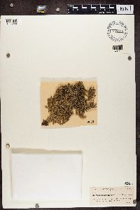Stereocaulon tomentosum image
