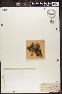 Protoparmeliopsis muralis image