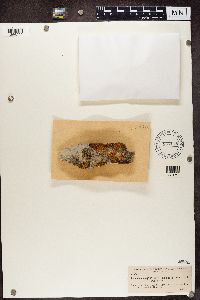 Thumbnail image of current specimen