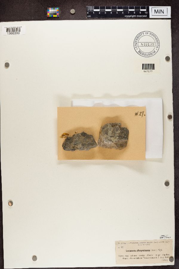 Lecanora albopruinosa image