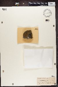 Gyalolechia flavovirescens image