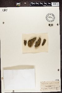 Lecanora epanora image