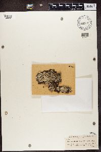 Lecanora elatina image