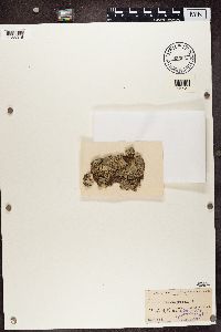 Biatora globulosa image