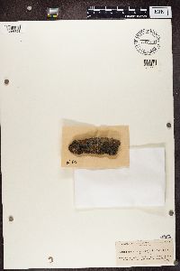 Media resource of Lecidea plana