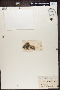 Lecidea lactea image