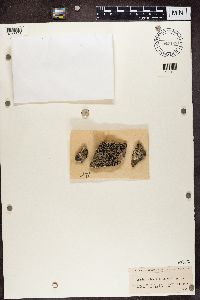 Lecidea lactea image