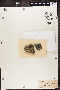 Rhizocarpon petraeum image