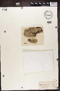 Arthonia marmorata image