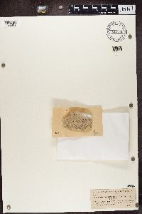 Thelidium decipiens image