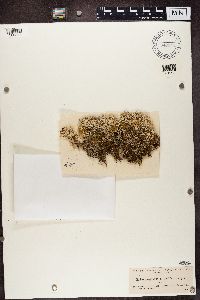 Cladonia rangiferina image