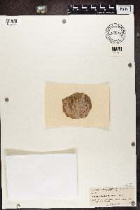 Arthonia cinnabarina image