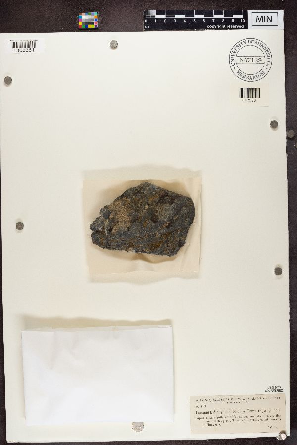 Caloplaca concilians image