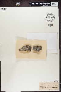 Thumbnail image of current specimen