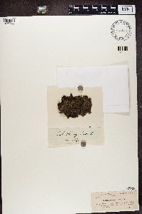 Biatora vernalis image