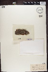 Media resource of Lecanora cadubriae