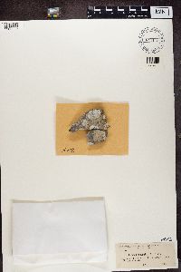 Rhizocarpon petraeum image