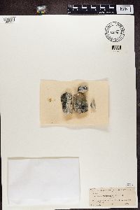 Thumbnail image of current specimen