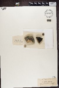 Verrucaria aethiobola image