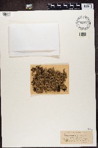 Parmelia saxatilis image