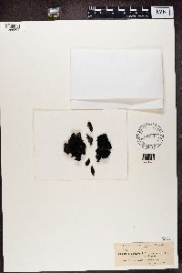 Umbilicaria muehlenbergii image