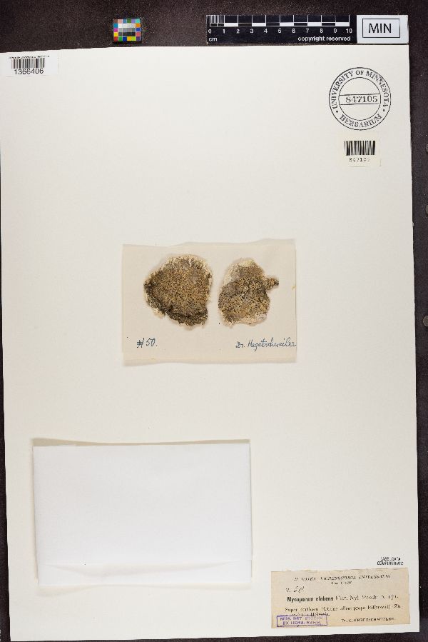 Mycoporum elabens image