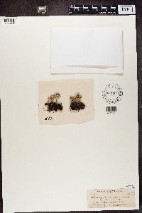 Cladonia ramulosa image