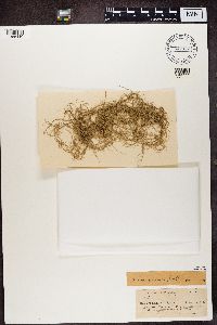 Usnea angulata image