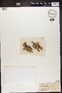 Parmotrema reticulatum image